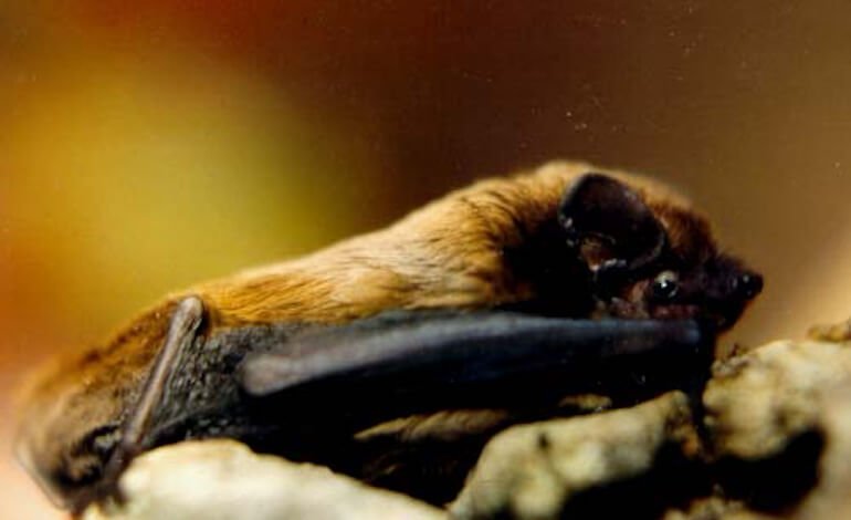 Il pipistrello monitorato con GPS svela i segreti del volo notturno