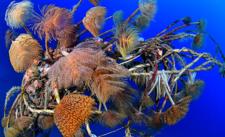 Gli spirografi diventano sempre più rari