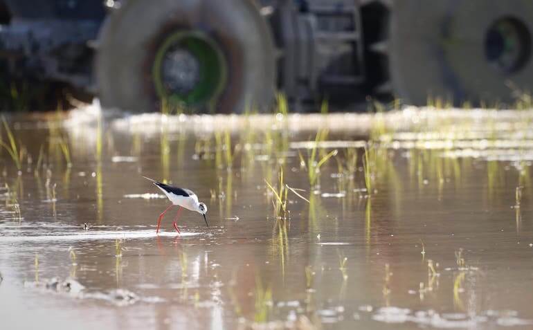 Cavaliere d’Italia