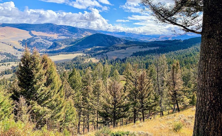 A Yellowstone un esempio di successo di ripristino ecologico
