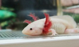 L’axolotl, un anfibio bionico