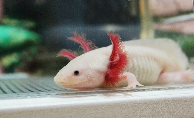L’axolotl, un anfibio bionico