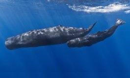 Capodogli, giganti e nomadi degli abissi