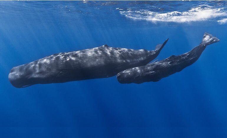 Capodogli, giganti e nomadi degli abissi