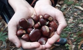 Corso teorico-pratico dedicato alla cura dei castagneti e dell’orto autunnale