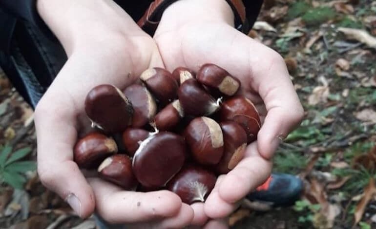 Corso teorico-pratico dedicato alla cura dei castagneti e dell’orto autunnale