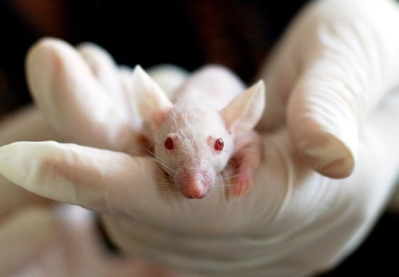 Le aziende etiche europee rischiano di perdere lo status cruelty-free