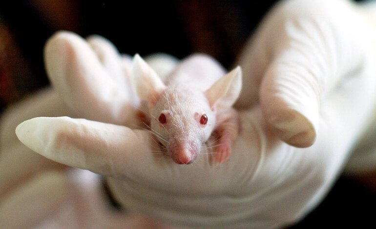 Le aziende etiche europee rischiano di perdere lo status cruelty-free