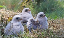 Numeri da record quest'anno per il falco cuculo
