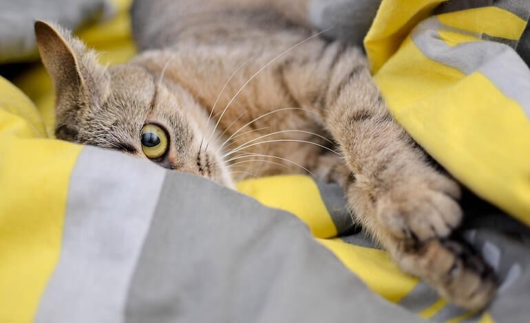 I gatti affetti da demenza come modello per l’Alzheimer