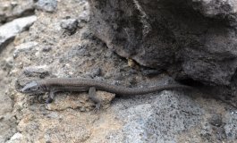 Le prime lucertole delle Eolie nate al Bioparco di Roma
