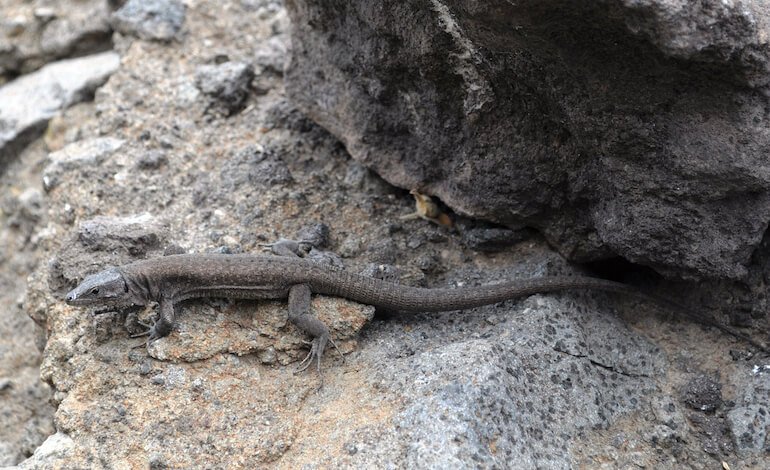 Le prime lucertole delle Eolie nate al Bioparco di Roma