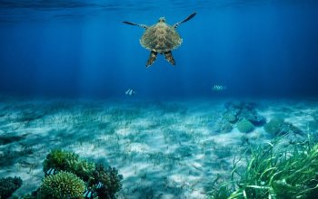 Le alghe fossili riscrivono la storia della vita nell'oceano
