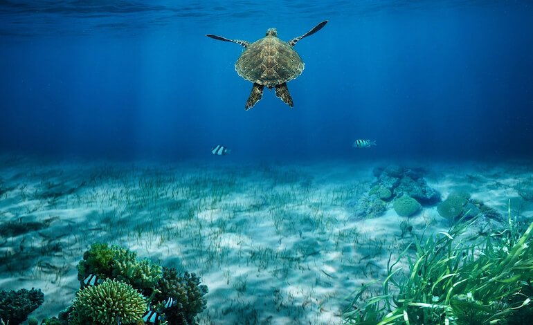 Le alghe fossili riscrivono la storia della vita nell’oceano