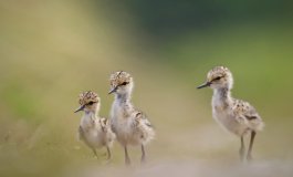 Il progetto per la tutela del Cavaliere d'Italia nelle risaie