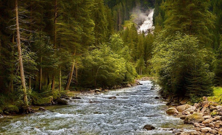 Le foreste europee sotto stress assorbono meno CO2