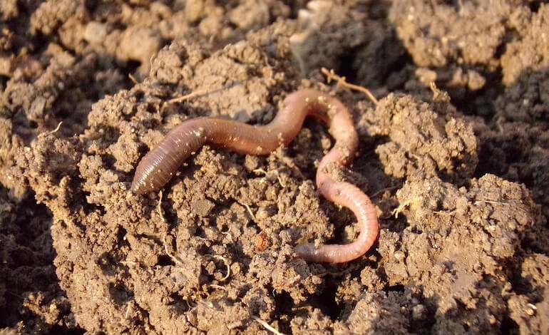 Proteggere la biodiversità del suolo e la vita sotto terra