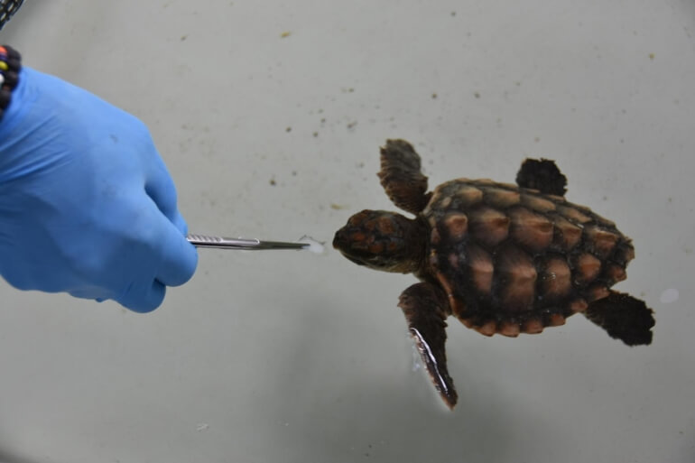 Tartarughe marine