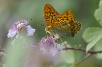 Argynnis_paphia