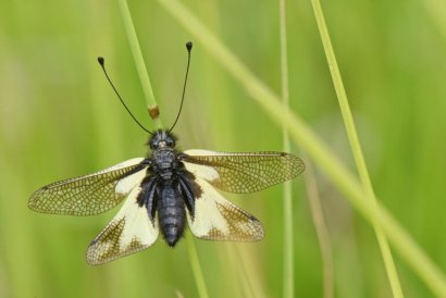 Ascalaphus_libelluloides