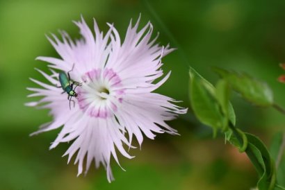 Dianthus sp