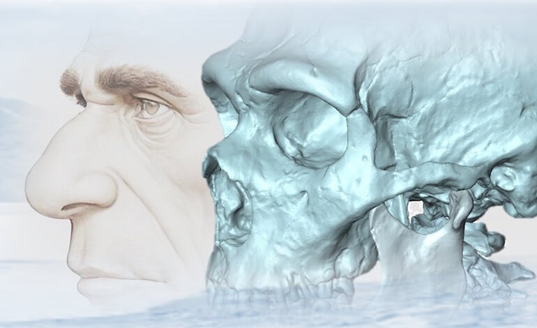 Ricostruita la peculiare morfologia cranio-facciale dell’uomo di Neanderthal