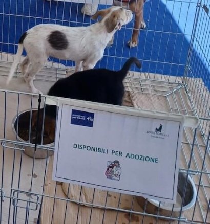 carovana della sicurezza