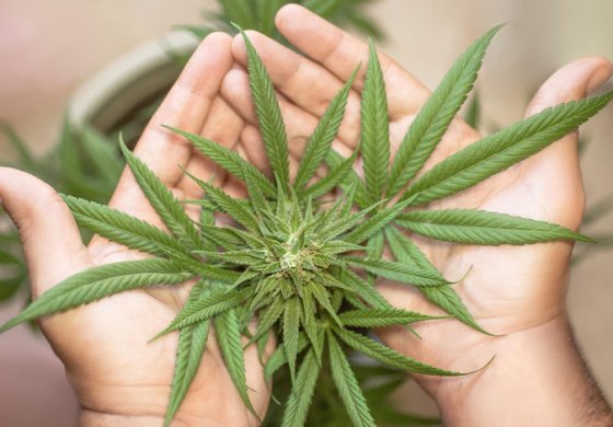 Nuove sorprese dalle foglie di cannabis!