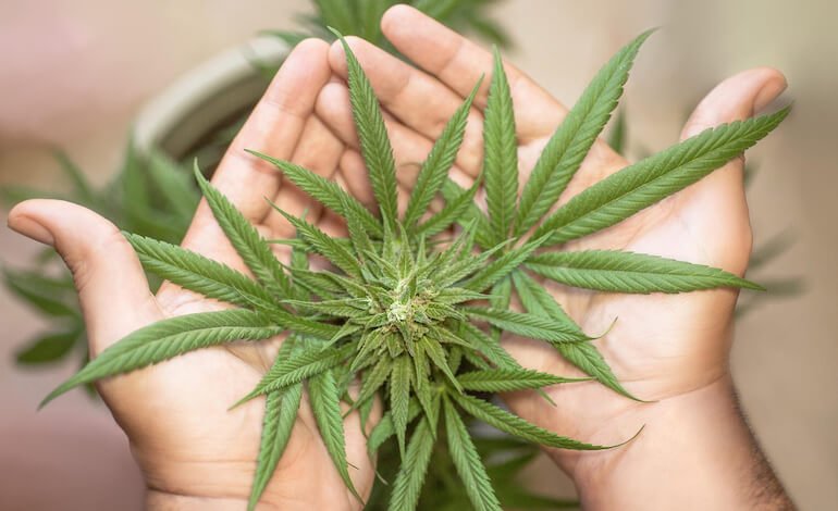 Nuove sorprese dalle foglie di cannabis!