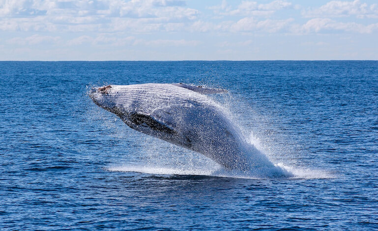 Appello ai turisti italiani: evitate la carne di balena!