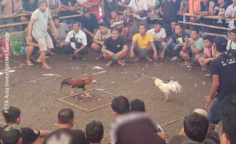 I tassisti di Bali attirano i turisti in sanguinosi combattimenti di galli