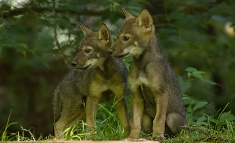 Nati 4 nuovi cuccioli di lupo in Lessinia
