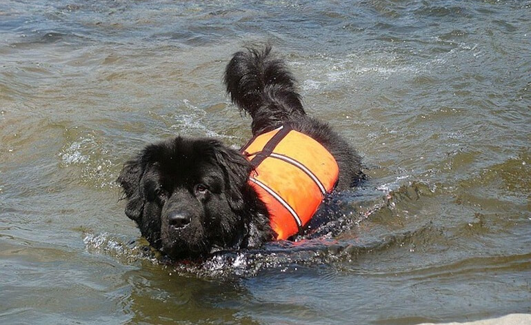 Un piano d’emergenza per proteggere i propri animali in caso di gravi eventi meteo