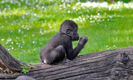 Il piccolo gorilla tornerà in Nigeria