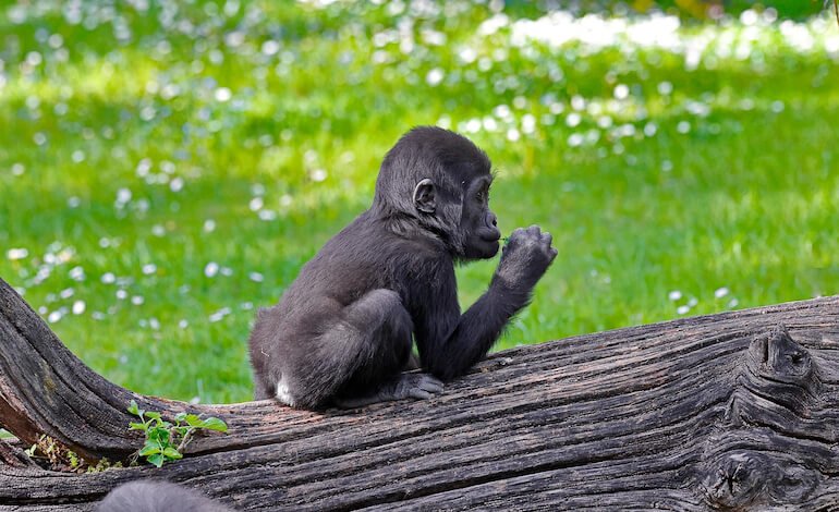 Il piccolo gorilla tornerà in Nigeria