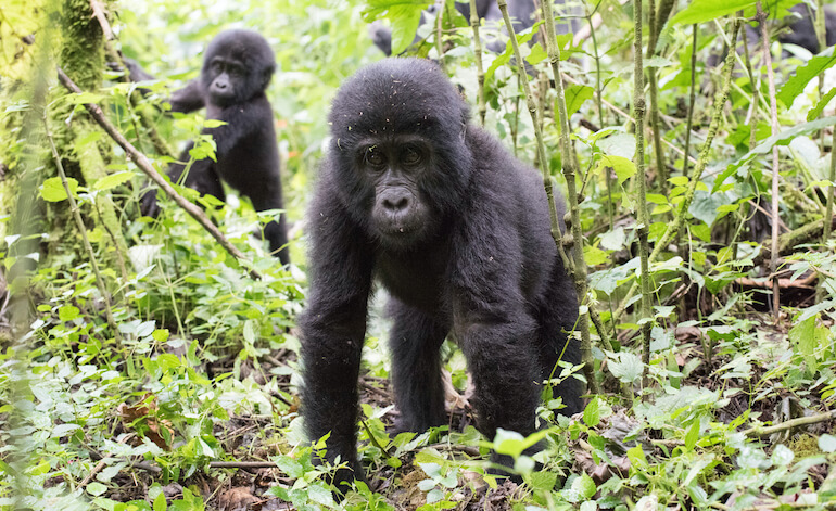 Giornata mondiale del gorilla
