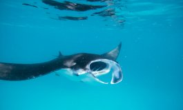 Si chiama Jubilee la 500esima manta identificata alle Seychelles