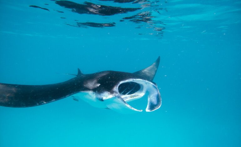 Si chiama Jubilee la 500esima manta identificata alle Seychelles