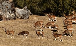 Mangiatoie per cervi e caprioli