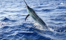 Il pesce spada: un predatore straordinario, ma a rischio