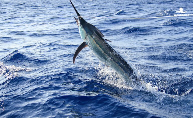 Il pesce spada: un predatore straordinario, ma a rischio