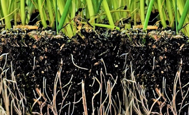 Le piante mangiano in un’unica direzione