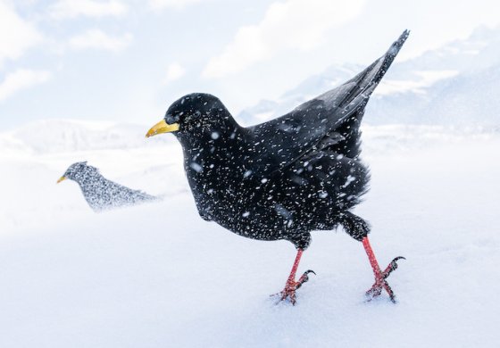Bird Photographer of the Year è per la prima volta in Italia