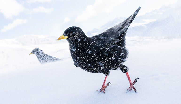 Bird Photographer of the Year è per la prima volta in Italia