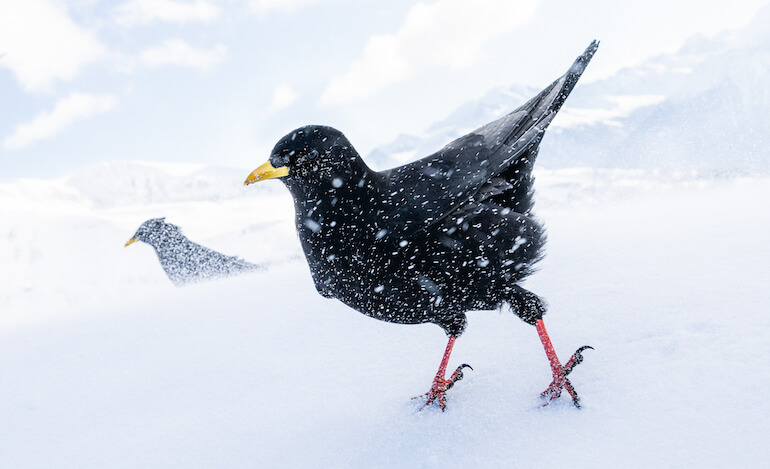 Bird Photographer of the Year è per la prima volta in Italia