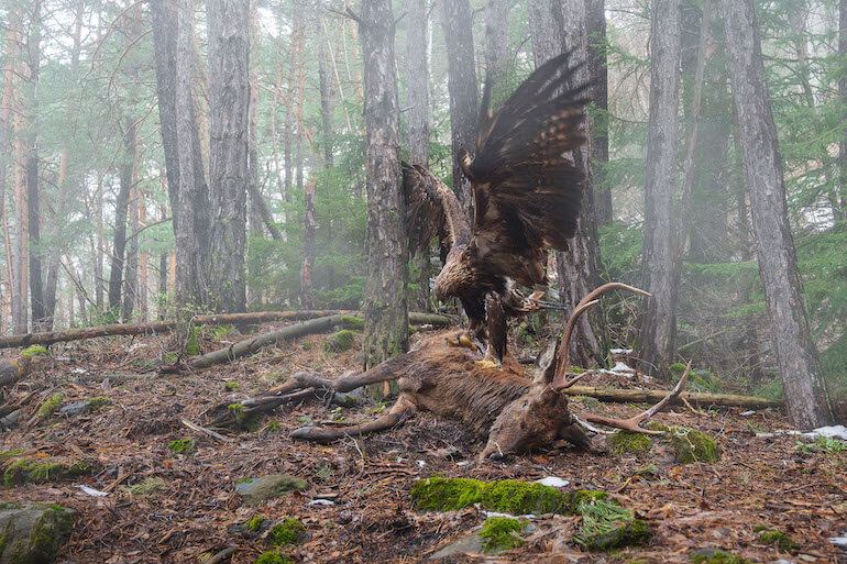 Bird Photographer of the Year