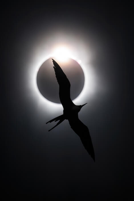 Bird Photographer of the Year: