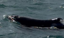 Ancora una volta, le orche attaccano gli squali