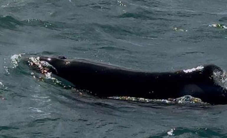 Ancora una volta, le orche attaccano gli squali