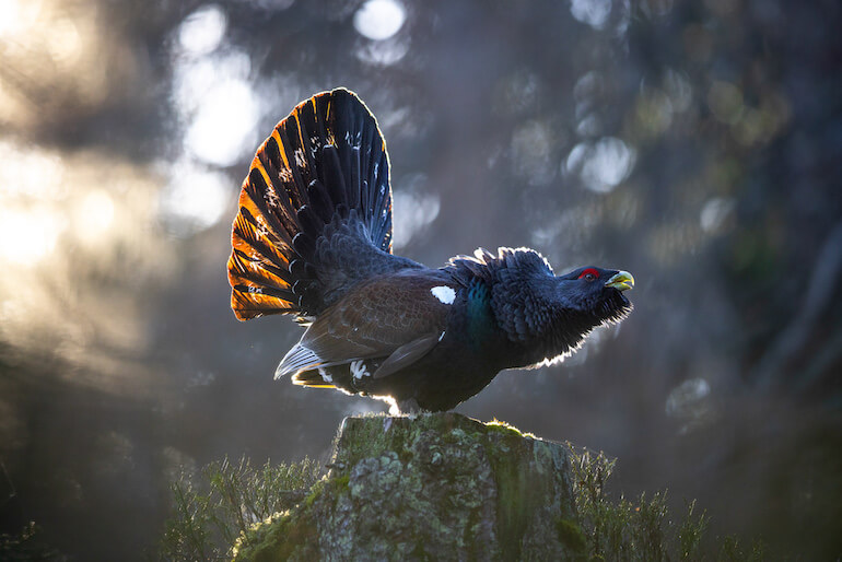 Bird Photographer of the Year